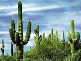 Desierto de sonora) is a north american desert and ecoregion which covers large parts of the southwestern united states in arizona, california, northwestern mexico in sonora, baja california, and baja california sur. Discover The Beauty Of The Desert Cactus Cactus Saguaro Cactus Cactus Flower