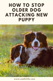 Maybe you would like to learn more about one of these? Older Dog Attacking New Puppy What To Do When Older Dog Attacks New Puppy Oodle Life