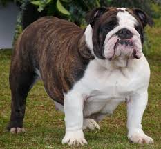 This is another area on your bulldog that has folds and crevices that need to be cleaned to prevent infection or an undesirable smell. Hostgator Web Hosting Website Startup Guide English Bulldog Bulldog Pics Bulldog