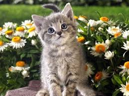 A closer look at common varieties. Page 3 Kitten Cat Flowers Hd Wallpapers Free Download Wallpaperbetter