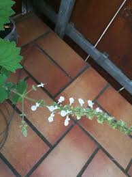 Image result for Coleus grandidentatus