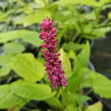 Image result for Gynura amplexicaulis