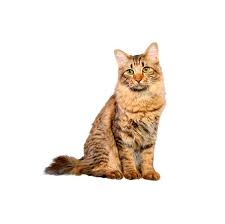 Cat Breeds Purina