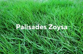 When those elements align with zoysia's. Our Top 3 Grasses For Lawns In 2020 Spriggs Brothers