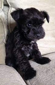 Daily brushing is recommended to maintain a healthy coat and avoid any matting. Kc Reg Miniature Schnauzer Puppies Sandwich Kent Pets4homes Puppies Schnauzer Puppy Miniature Schnauzer Puppies