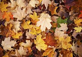 Mulch will provide a beautiful, landscaped look while also preventing weed growth. Mulch Fall Leaves Into Turfgrass Gcmonline Com