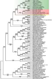 Image result for Paranecepsia alchorneifolia