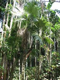 Image result for Coccothrinax argentea