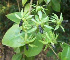 Image result for Pereskia aculeata