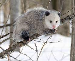 Did You Know That Possums And Opossums Are Technically 2 Different Animals But Are Called The Same Thing In The Usa Opossum Opossum Facts Animals Wild