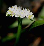 Image result for Aponogeton stuhlmannii