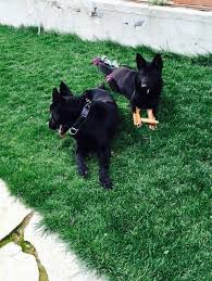 german shepherd jinopo