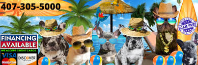 These dogs are quite possibly the cutest little things you'll ever see. French Bulldog Puppies Available For Sale In Florida Home Page Available Puppies