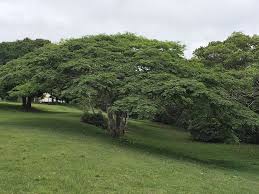 Image result for Albizia adianthifolia