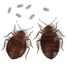 Image result for bed bugs eggs