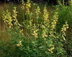 Image result for Crotalaria quarrei
