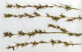 Image result for Cymbopogon caesius