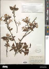 Image result for Turraea floribunda