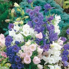 Check spelling or type a new query. 7 Jenis Bunga Yang Cocok Ditanam Di Taman Rumah Popmama Com