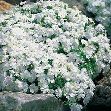 Weisse Staude Polsterphlox Phlox Subulata Bodendecker Weisse Bluten Immergrun Winterhart Mehrjahrig Pflegeleicht Garten Garten Schluter Pflanzen Bodendecker