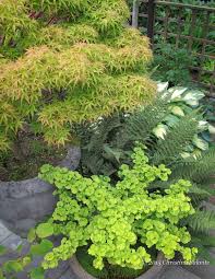 Uplighting This Collectors Japanese Maple A Dwarf Ginkgo Is The Feature Element In A Container With The Bright Japanese Garden Japanese Plants Foliage Plants