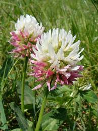Image result for Trifolium usambarense