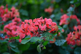 Image result for Bauhinia galpinii