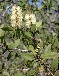 Image result for Melaleuca quinquenervia