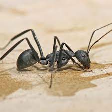 Find the best pest control software for your organization. Ants Preferred Pest Control