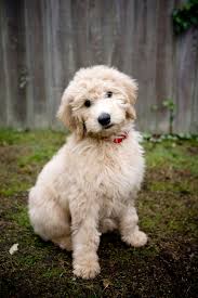 Maybe you would like to learn more about one of these? 18 Best Mixed Breed Dogs Cutest Breed Dog Mixes