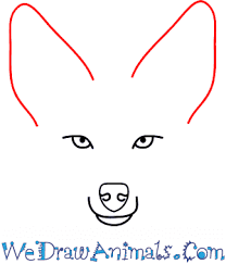 So artificial lakes, irrigation, and pet water dishes are all things that could draw the coyote to your neighborhood. How To Draw A Coyote Face