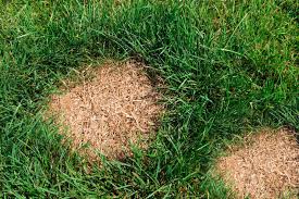 What Causes Brown or Dead Patches in Your Lawn?