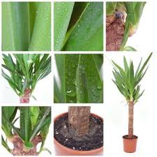 Yucca Palmen Richtig Zuruckschneiden So Verjungen Sie Palmlilien Yucca Palme Palmlilie Yucca Palme Pflege