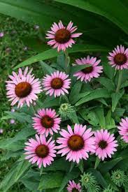 Echinacea Purpurea Lilliput Pp 18841 Echinacea Echinacea Purpurea Rabbit Resistant Plants