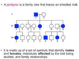 dominant and recessive traits attached unattached