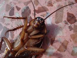 What Exactly Does A Baby Cockroach Look Like Synergy