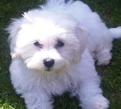 Black Bichon Frise Puppy For Sale Is A Bichon Maltese Mix The Right Dog For You Puppy Paws Bichon Cute Animals
