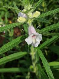 Image result for Sesamum radiatum