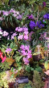 Tamiami Orchid Festival Miami Fl 2018 Plants Orchids Festival