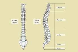 See more ideas about massage therapy, back pain, anatomy and physiology. The Vertebral Column Or Back Bone Is Made Up Of 33 Bones