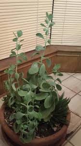 Soft Leggy Succulent Tall With Thin Leaves