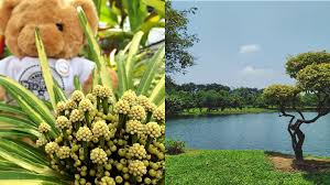 Batu 1, jalan simpang pulai, kg. Asia Travel Book éœ¹é›³gopeng18ä¸ªå¿…åŽ»æ™¯ç‚¹ æŽ¢ç´¢æ€¡ä¿ä¸Žé‡'å®ä¹‹é—´çš„åŸŽé•‡