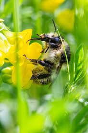 Image result for Bombus pascuorum gotlandicus