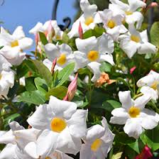 Image result for dipladenie sanderi obrázek