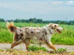 The preceding forebears of the foundation dogs likely had several sources. Brachyurie Natural Bobtail Nbt Yellowstone Australian Shepherds