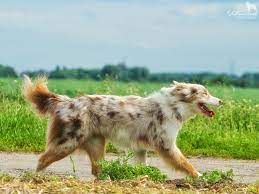 Australian safe shepherd is a cheeky new token looking to make investors rich. Brachyurie Natural Bobtail Nbt Yellowstone Australian Shepherds