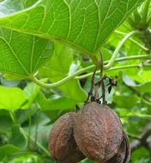 We did not find results for: Daun Pangi Manfaat Dan Efek Samping Daun Pangi