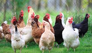 Image result for comet hen