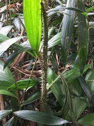 Image result for Calamus deerratus