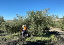 La agricultura en andalucía se ha basado tradicionalmente en el cultivo del trigo, el olivo y la vid, la llamada tríada mediterránea. Andalucia Quiere Incorporar A 3 000 Jovenes A La Agricultura Revista Olimerca